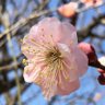 🌸さくら🌸 的头像