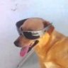 Profilbild von brino