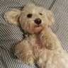 Profilbild von Tesla Johnson *Alfalfa Male* (Parody)