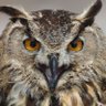 Oskar “Bubo” Erasmus 🦉🧙🏻 profil fotoğrafı