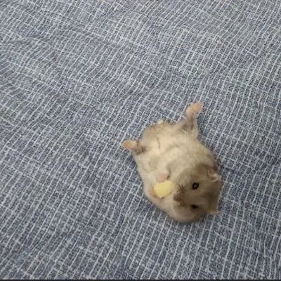 햄지's profile picture