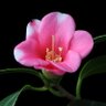 Фото профиля 侘助