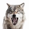 CanarianWolf's profile picture