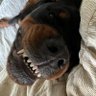 Coolrottydad profil fotoğrafı