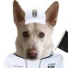 Perro Pio profil fotoğrafı