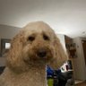 Dino Marino's profile picture
