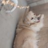 Lilica 🌞 🦋 🚗 profil fotoğrafı