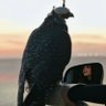 - profil fotoğrafı