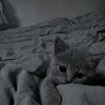 わかな profil fotoğrafı