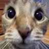 Memento Mori's profile picture