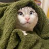 Котик Рудик🇺🇦 的头像