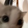 cyri profil fotoğrafı