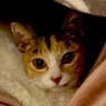 mimimikemaru's profile picture