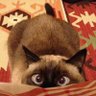 Новый Чек's profile picture