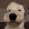 Profilbild von descifrandoelmundo