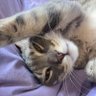 BarVaz's profile picture