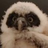 Amaron_Rubis's profile picture