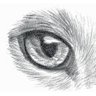 Dyou's profile picture