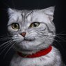 茶馆旧人 profil fotoğrafı