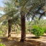 Фото профиля صاطي