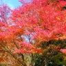 Profilbild von 紅鴉ーべにがらすー