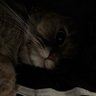 D 🐈⬛ ྀི 的头像