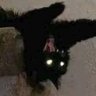 Rofeal's profile picture