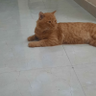 hahhahaahahahah profil fotoğrafı