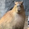 Фото профиля capybara