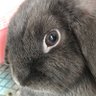 ひいコロクレンさと profil fotoğrafı