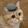 Фото профиля The true cat of science