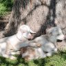 Фото профиля Roo