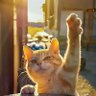 MIAO profil fotoğrafı