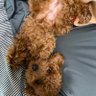 トーカ profil fotoğrafı