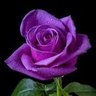 Amy's profile picture