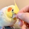 ピヨ彦とかいぬし profil fotoğrafı