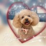 toypoodlemomo 的头像