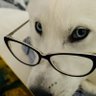 Profilbild von schadenfreude