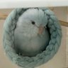 ちいまめ(ふうたとひまわり時々ピッピ) 的头像
