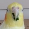 funa ぷりん profil fotoğrafı