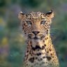 Profilbild von Lucky Leopard 🐆