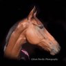 Trot On's profile picture
