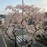 いちにゃん profil fotoğrafı