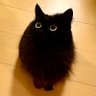Profilbild von いの®