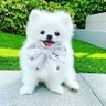Profilbild von Puppy Cuteness