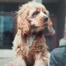 Profilbild von Gershwin