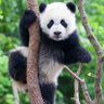 Profilbild von Pandaman22 (P&D22)