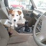 Dickie Dogfather profil fotoğrafı