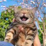 Фото профиля ねこにゃん