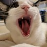 Mama BEANS The Swedish Murder Machine Supreme 的头像